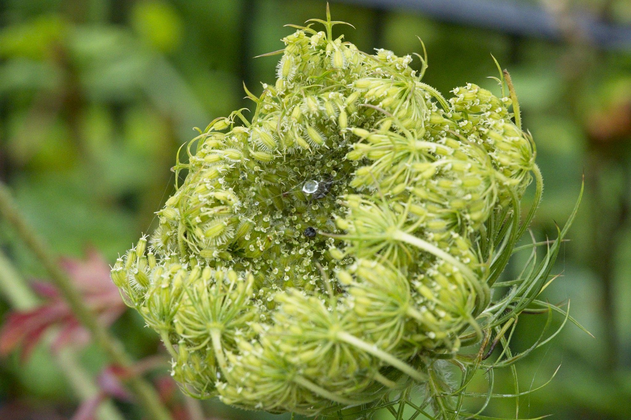 2023 07 31 Beleeftuin